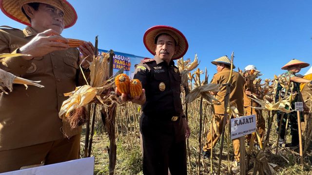 Kepala Kejaksaan Tinggi (Kajati) Sulawesi Tengah Zullikar Tanjung memetik jagung dalam kegiatan panen jagung program Jaksa Mandiri Pangan dan Desa Mandiri Pangan di lahan 5 hektare di Kabupaten Parigi Moutong, Senin (15/6/2026). Foto: Wan
