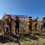 panen jagung program Jaksa Mandiri Pangan dan Desa Mandiri Pangan di lahan 5 hektare di Kabupaten Parigi Moutong. Foto: Wan