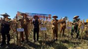 panen jagung program Jaksa Mandiri Pangan dan Desa Mandiri Pangan di lahan 5 hektare di Kabupaten Parigi Moutong. Foto: Wan