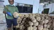 Rumah kemas durian di Kabupaten Parigi Moutong. Foto: WAN